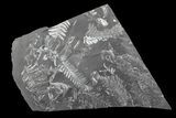 Wide Fossil Seed Fern Plate - Pennsylvania #73330-1
